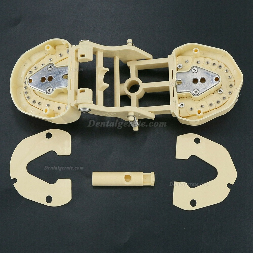 Zahnmodelle Arbeitsmodelle im Artikulator M8013 Kompatibler Frasaco ANA-4